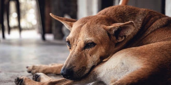 Morocco: French woman killed by a pack of stray dogs