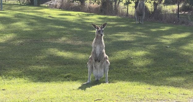 'Pet kangaroo' suspected of killing 77-year-old man