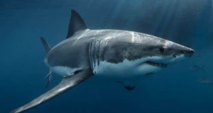 Hawaii: Frenchwoman seriously injured by a shark bite
