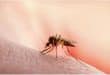 African scientists struggling to eradicate malaria