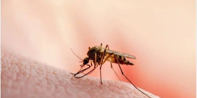 African scientists struggling to eradicate malaria