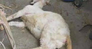 Ghana: man kills friend over goat meat problem
