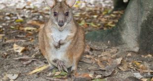 Fifteen endangered species including a wallaby and a snake in Australia