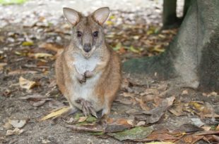 Fifteen endangered species including a wallaby and a snake in Australia