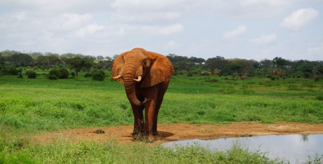 Kenya: pursuit of stray elephant near Nairobi