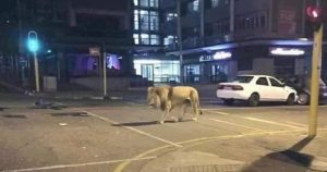 Lion on the loose creates panic in southern Mozambique