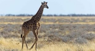 South Africa: 16-month-old baby killed in giraffe attack