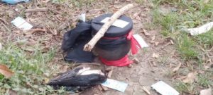 Pot with snake and headless vulture discovered in market