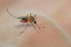 A new species of mosquito threatens Africans