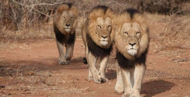 Mozambique: stray lions cause panic in Maputo province