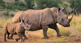 Mozambique: two jailed for 30 years for rhino hunting
