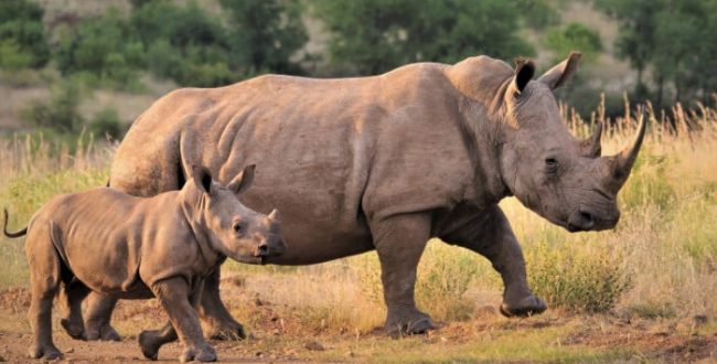Mozambique: two jailed for 30 years for rhino hunting