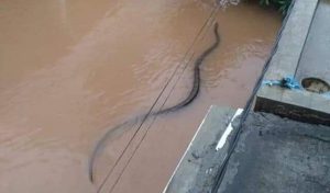 Increase in snake bites in Nigeria affected by floods