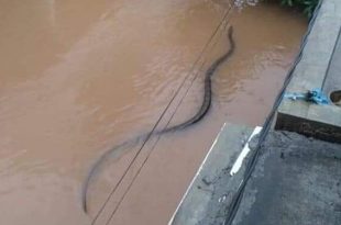 Increase in snake bites in Nigeria affected by floods