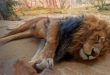 Three lions shot dead after trying to escape
