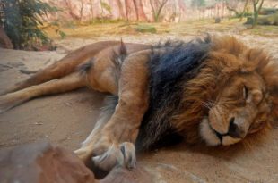 Three lions shot dead after trying to escape