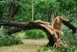 Cocoa farmer killed by a fallen tree in her farm