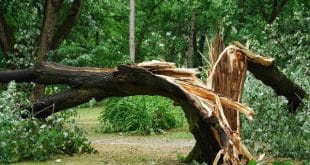 Cocoa farmer killed by a fallen tree in her farm