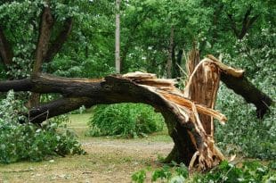 Cocoa farmer killed by a fallen tree in her farm