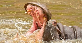 Uganda: 2-year-old boy survives after being swallowed by a hippo