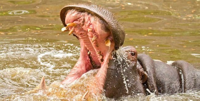 Uganda: 2-year-old boy survives after being swallowed by a hippo