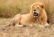 Kenya: wildlife body defends lion vasectomy