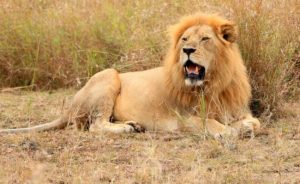 Kenya: wildlife body defends lion vasectomy