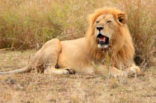 Zimbabwe: a boy survives five days in game park among lions