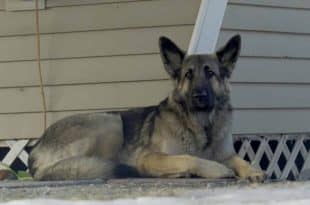 A hunter killed a man for a dog