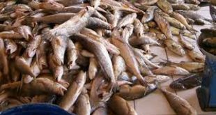 EU doors now closed to Cameroonian fish