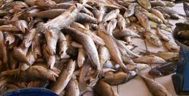 EU doors now closed to Cameroonian fish