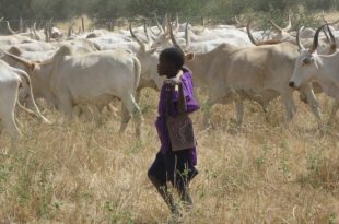 Fulani herders killed in Nigeria explosion