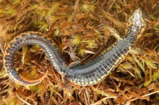 Scientists discovered new species of lizard in Peru