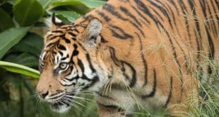 South Africa: authorities on the hunt for a tiger on the loose