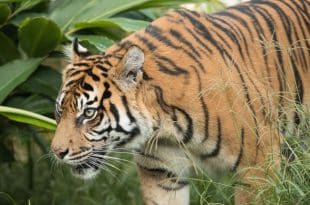 South Africa: authorities on the hunt for a tiger on the loose