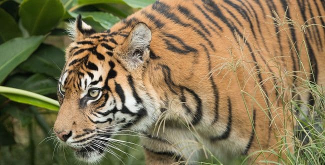 South Africa: authorities on the hunt for a tiger on the loose