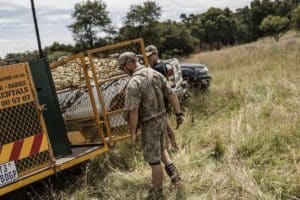South Africa: pet tiger that escaped farm finally killed
