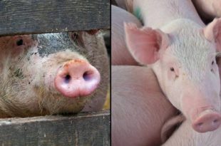 A pig kills a butcher at the slaughterhouse