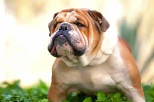 Dogs kill Nigerian woman in Italy
