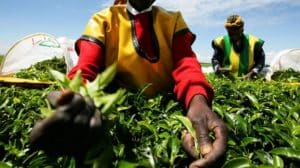 Kenyan women claim sex abuse in British-owned tea farms
