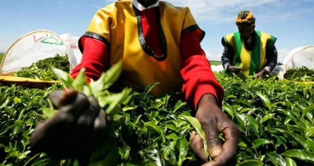 Kenyan women claim sex abuse in British-owned tea farms