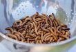 Qatar bans food containing insects