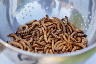 Qatar bans food containing insects