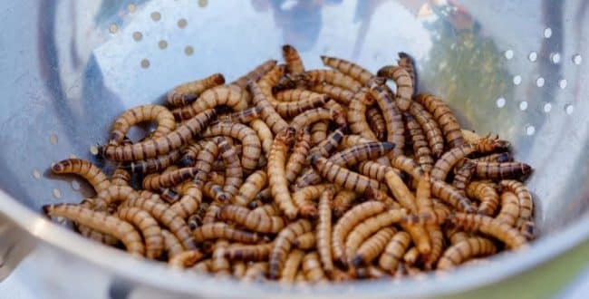 Qatar bans food containing insects
