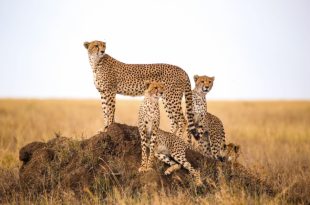South African cheetahs begin journey to new home in India