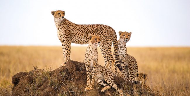 South African cheetahs begin journey to new home in India