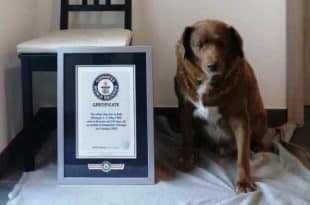 This dog is the oldest in the world; discover its age