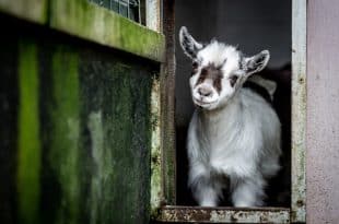 Zoo director accused of having killed and cooked four goats for an end-of-year party