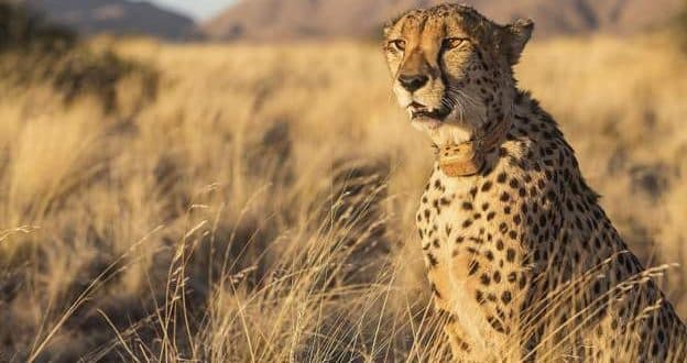 Namibian cheetah relocated to India dies