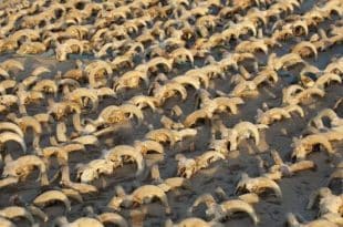 Thousands of mummified animals discovered in the temple of Ramses II